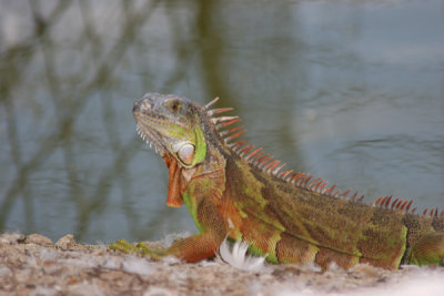 Iguana de Tierra (Conolophus subcristatus)