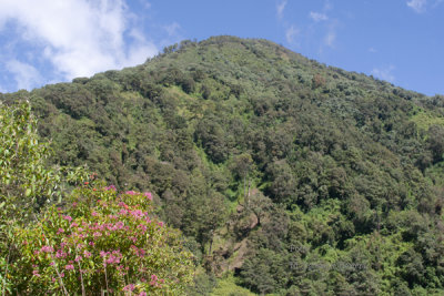 La Vegetacion en la Cumbre Sur es muy Espesa