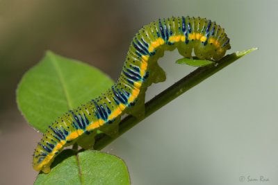 Cloudless Sulphur Caterpillar