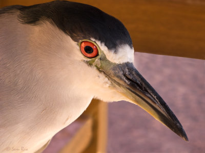 Heron Close-up