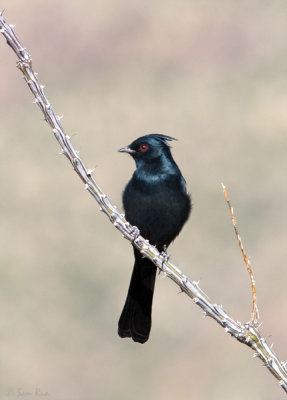 Silky Flycatcher (Male)