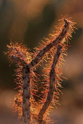 Sunset Cholla