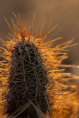 Hedgehog Cactus at Sunset