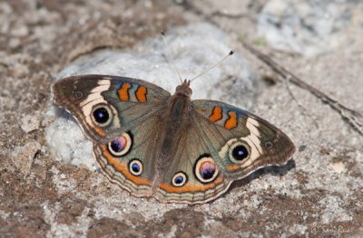 Buckeye Butterfly