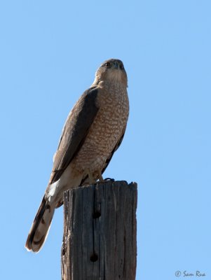 Birds of Prey