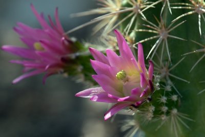 Hedgehog Cactus v1