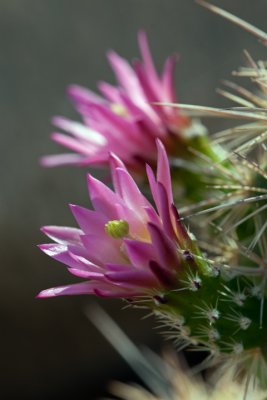 Hedgehog Cactus v2