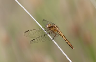 Plateau Dragonlet - - Female