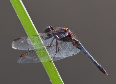 Plateau Dragonlet - - Male