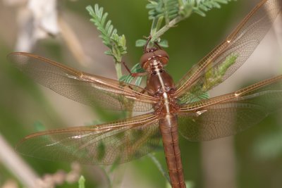 Flame Skimmer - - Female