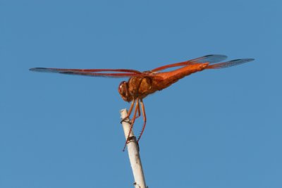 Flame Skimmer Dragonfly - - Male
