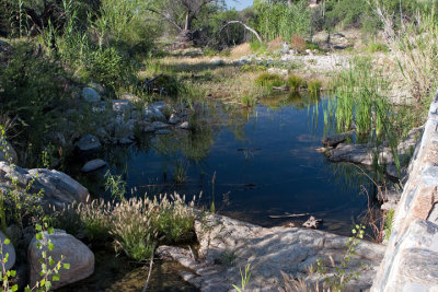 Lower Sabino Creek Pond