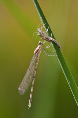 Great Spreadwing Damselfly