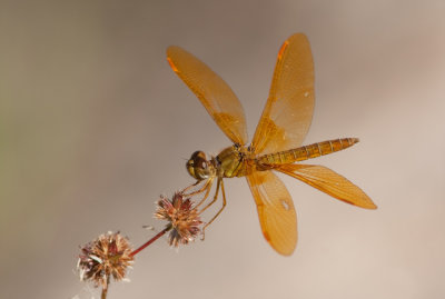 Mexican Amberwing Dragonfly - - Male