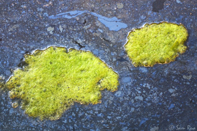 Pond Scum