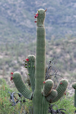 Saguaro Cactus Treats