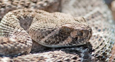 Western Diamond Backed Rattlesnake Close-up