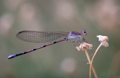 Amethyst Dancer Damselfly