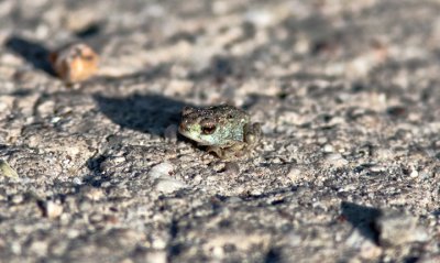 Toadlet and Pebbles