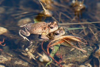 Red-spotted Toads
