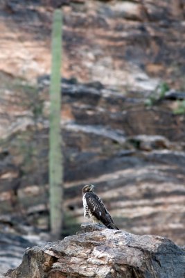 Hawk with a View