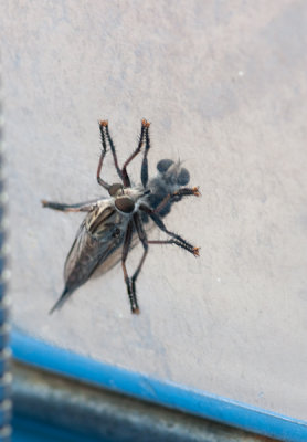 Robber Fly