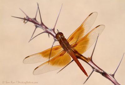 Flame Skimmer