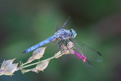 Blue Dasher