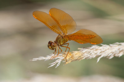 Mexican Amberwing Dragonfly