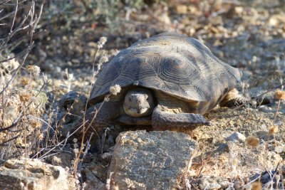 Sonoran Desert Tortoise