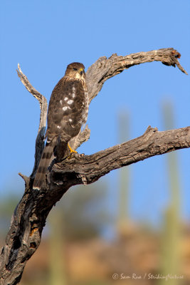 Cooper's Hawk