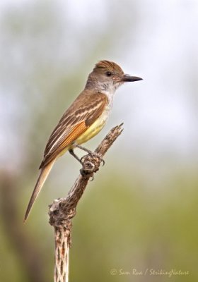 Brown-crested Flycatcher