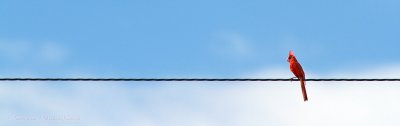 Long Distance Line