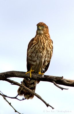 Cooper's Hawk