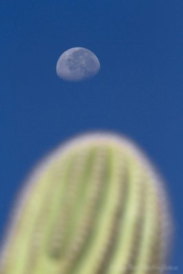 Moonrise Over Saguaro