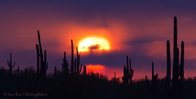 Picacho Sunset