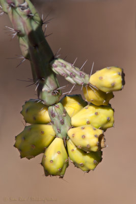 Fall Cactus