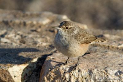 House Wren
