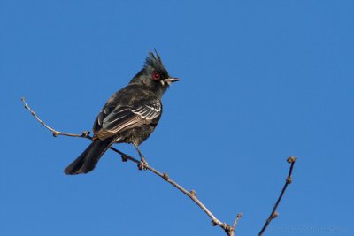 Juvenile Phainopepla -- Male