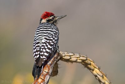 Ladder-backed Woodpecker