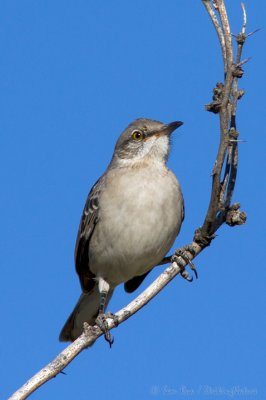 Northern Mockingbird