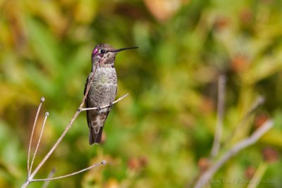 Young Hummer