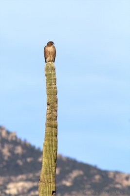 A Bird with a View