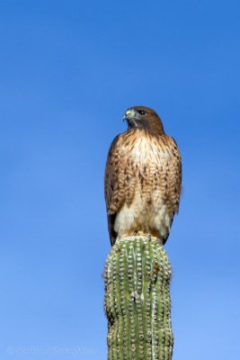 Hawk's View