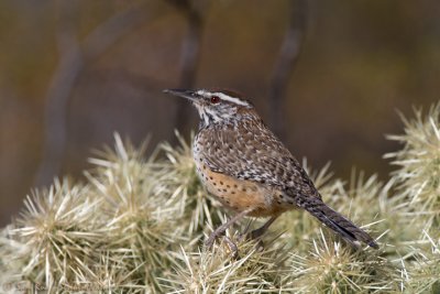 Cactus Wren