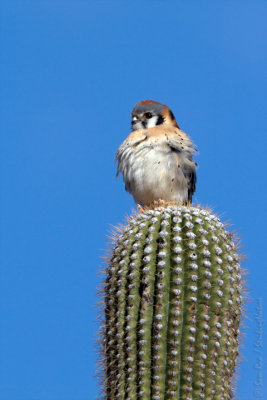 American Kestrel