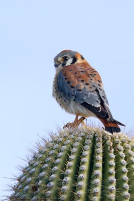 American Kestrel