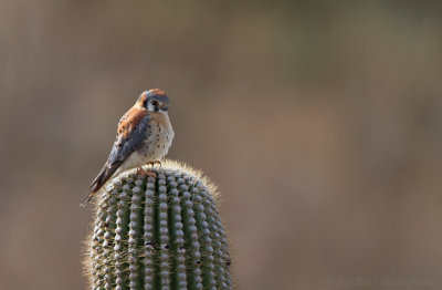 American Kestrel