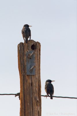 Starlings