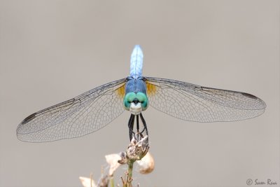 Dragonfly